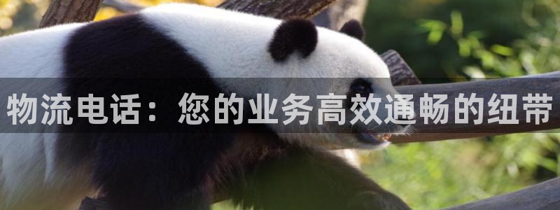 28圈官网开奖结果预测